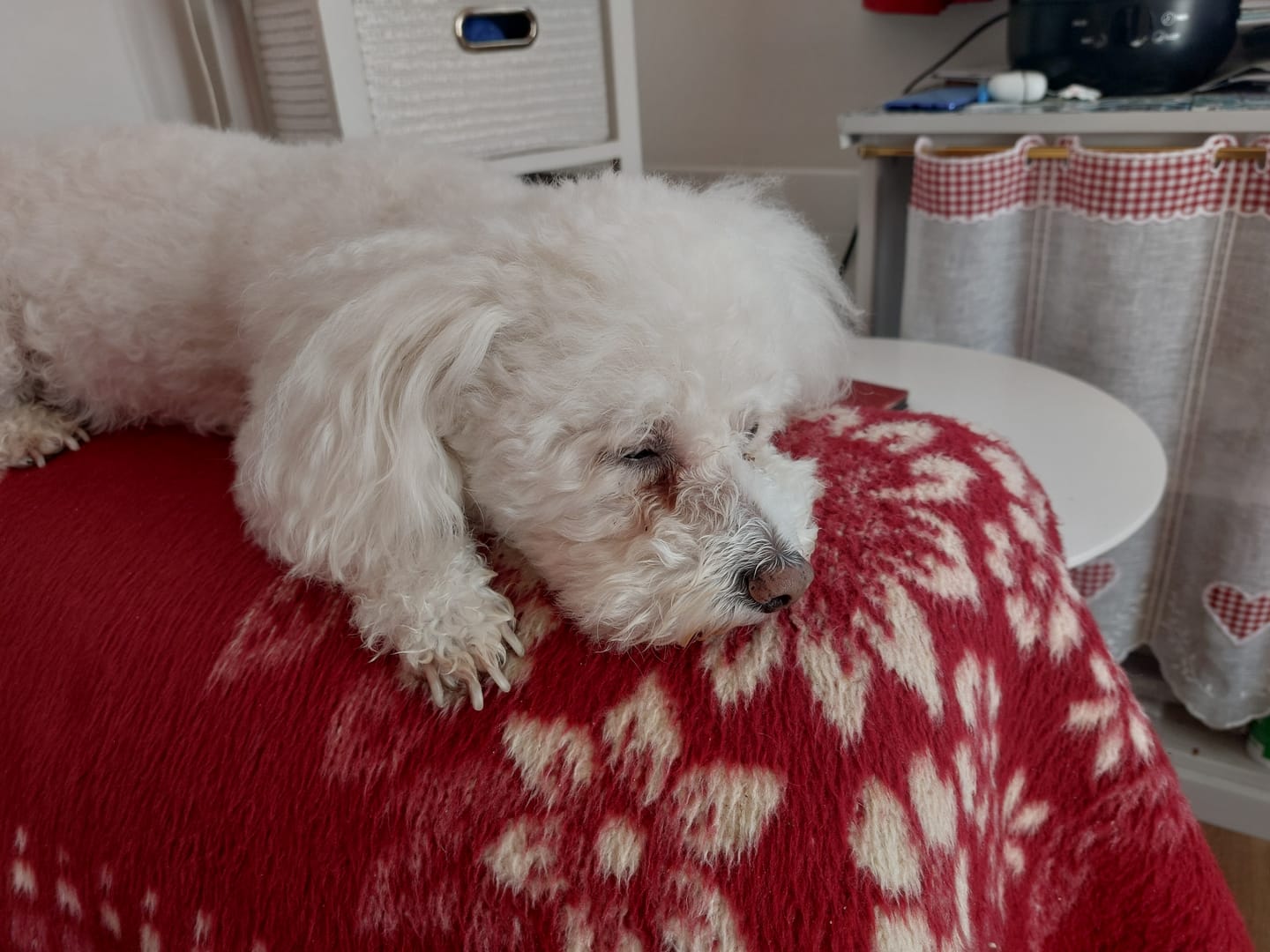 Customer photo review of Abonnement Croquettes Bio Chien Adulte Petite Race - Poulet & Citrouille (-15%)