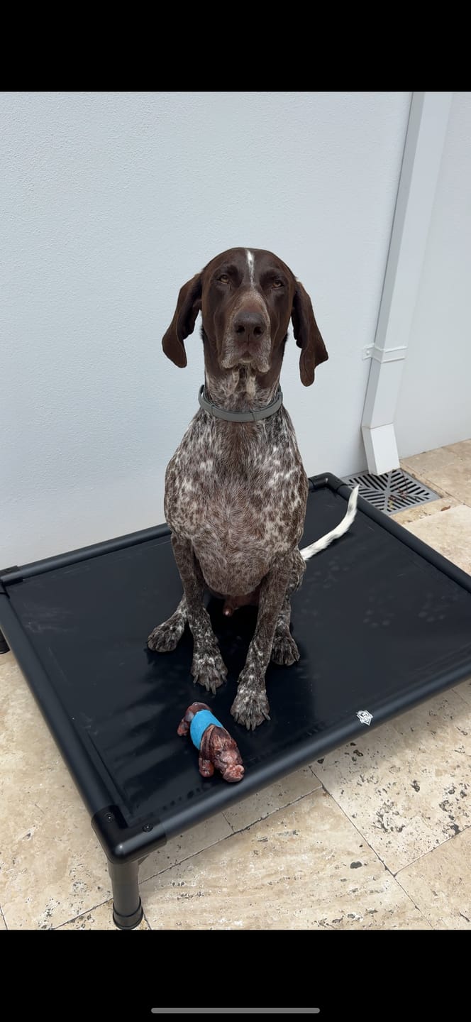Customer photo review of Reinforced Elevated TuffyBed