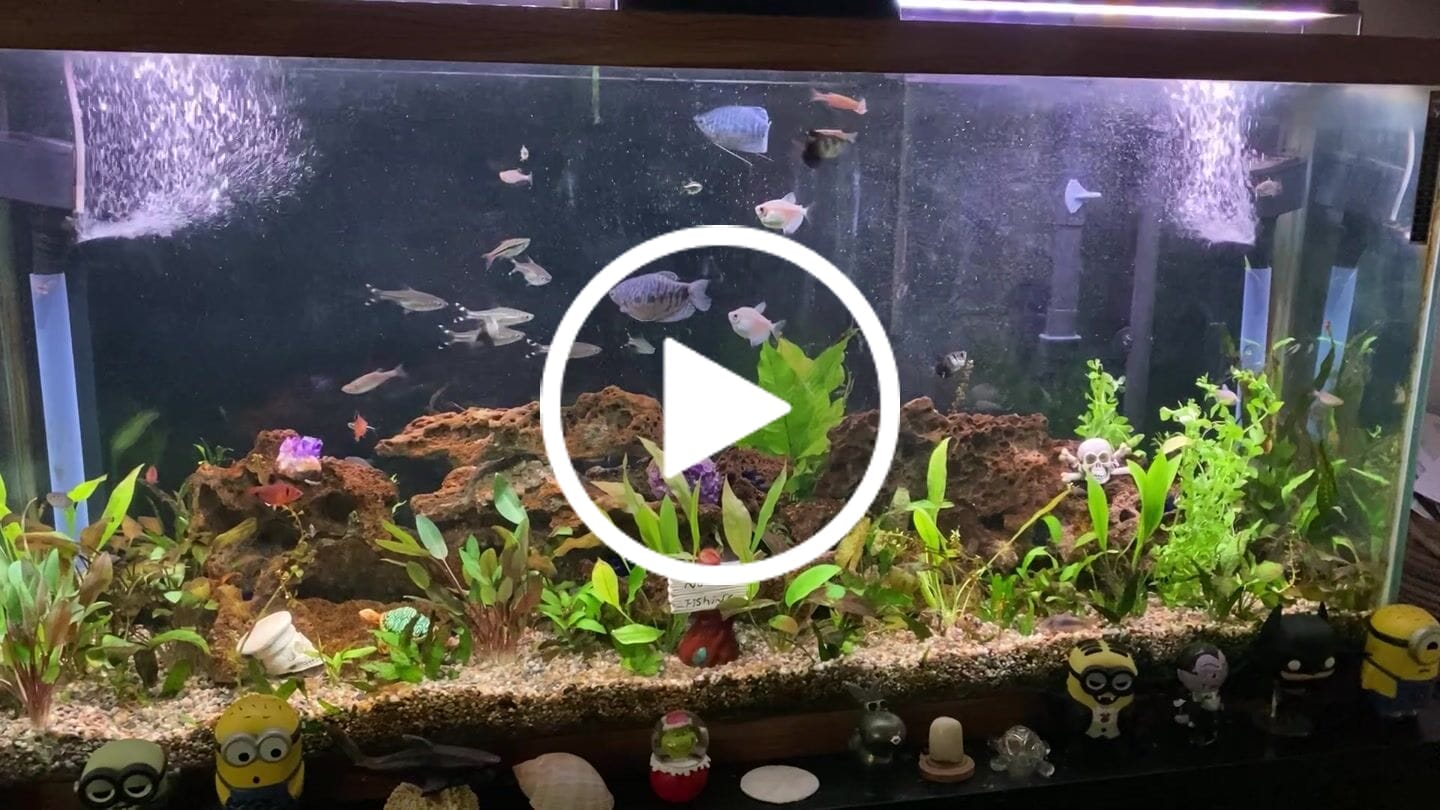 Customer video review of Amazon Sword