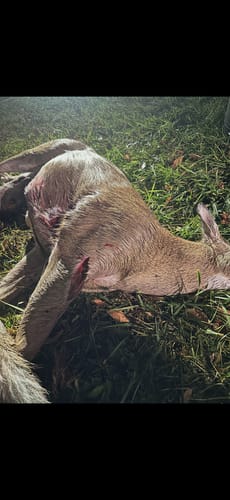 Customer photo review of Titanium Broadheads