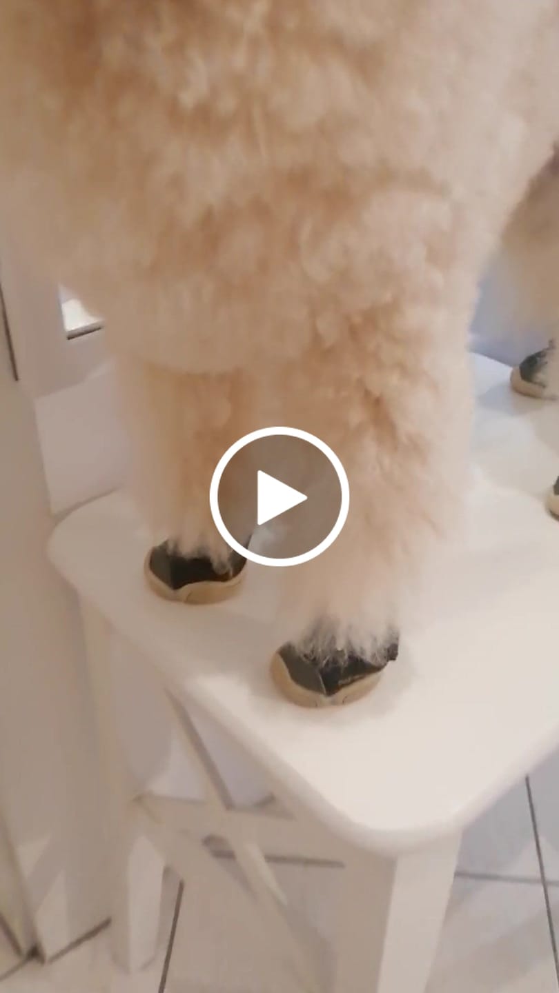 Customer video review of Caesar 1