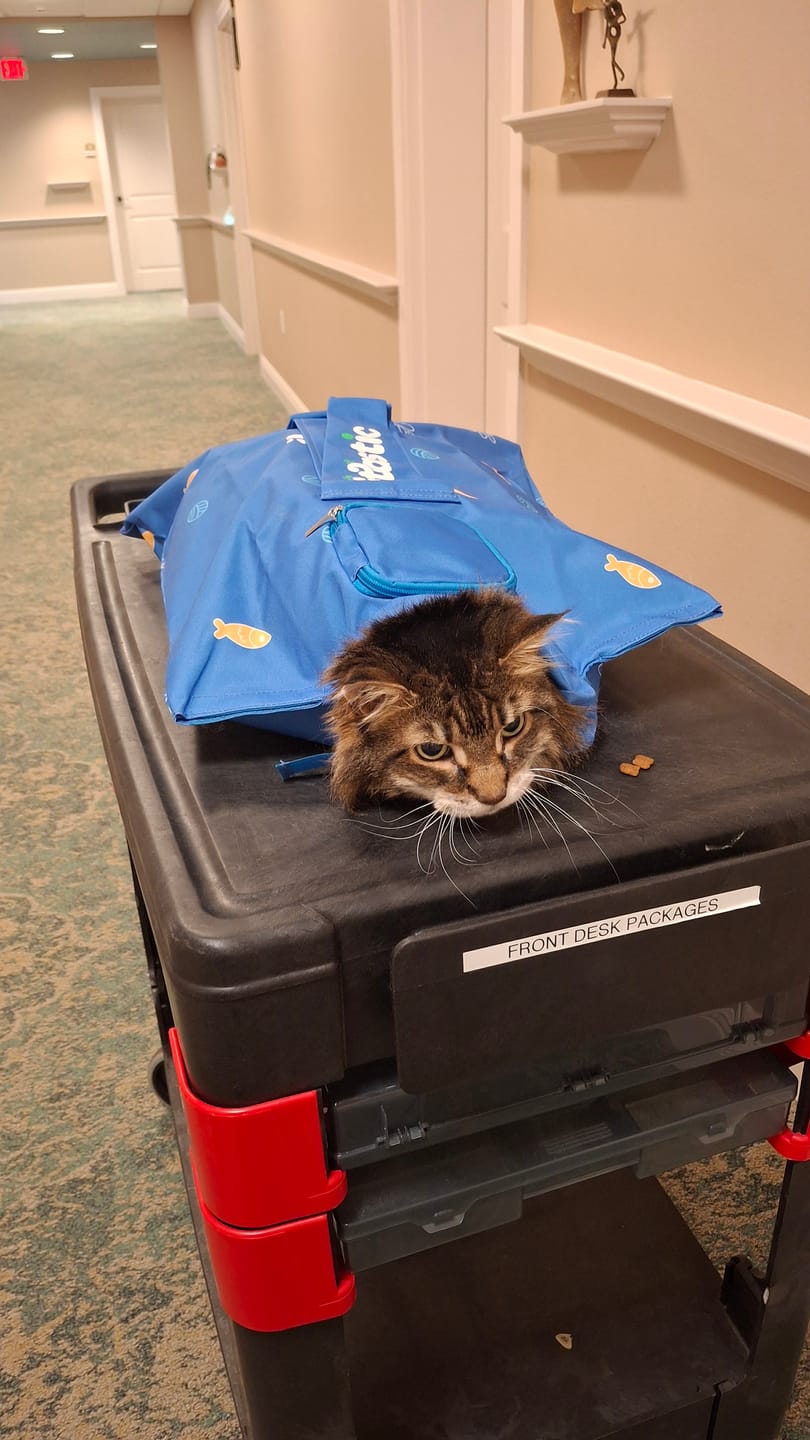 Customer photo review of Kitastic Cat Carrier