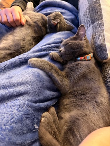 Customer photo review of 3 Month Supply - 2 Cats