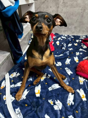 Customer photo review of FunFunPet 高機能ハーネス（お名前タグ作成サービス付き）