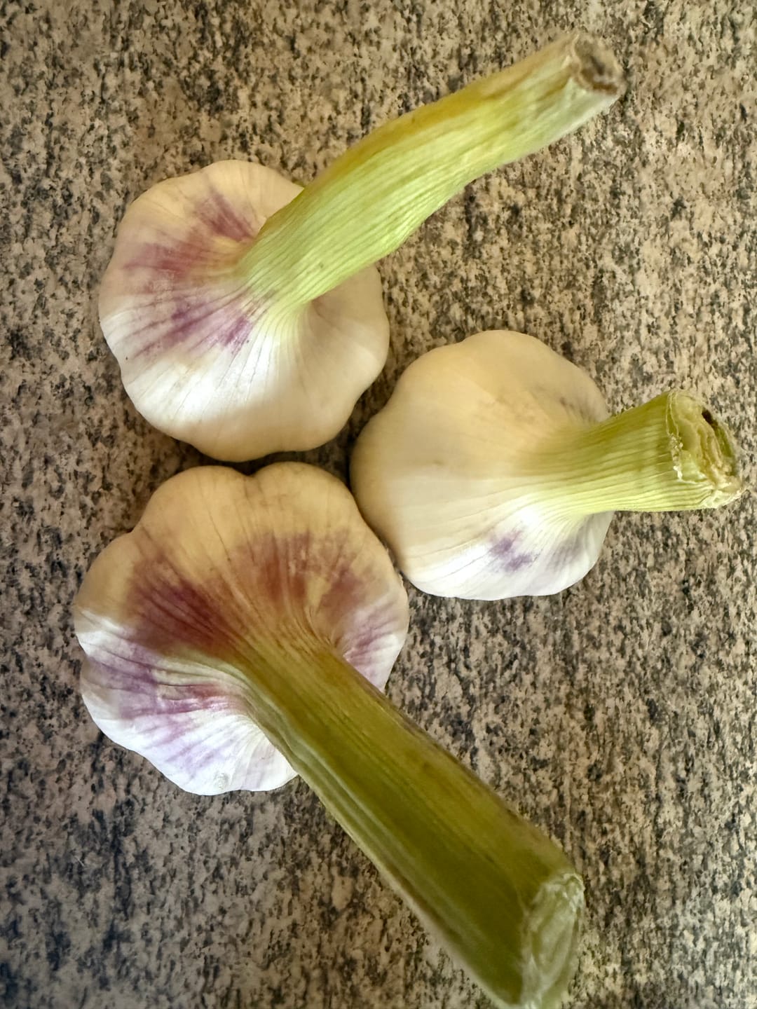 Customer photo review of Knoblauch frisch Bio weiss-violett