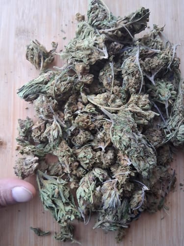 Customer photo review of THCA Flower Budget Buds