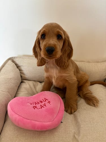 Customer photo review of BURROW TOY - ARMUTTS BISCUITS