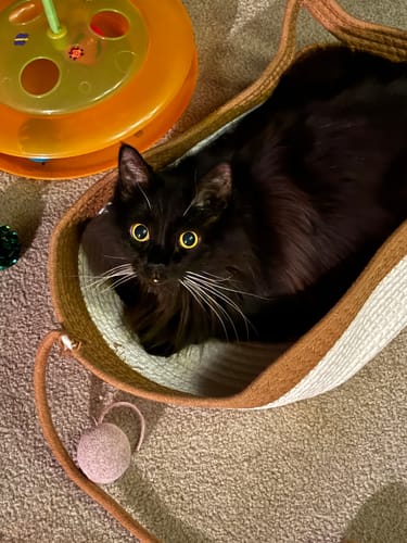 Customer photo review of Instinct Basket | Handwoven & Chemical-Free Cat Territory