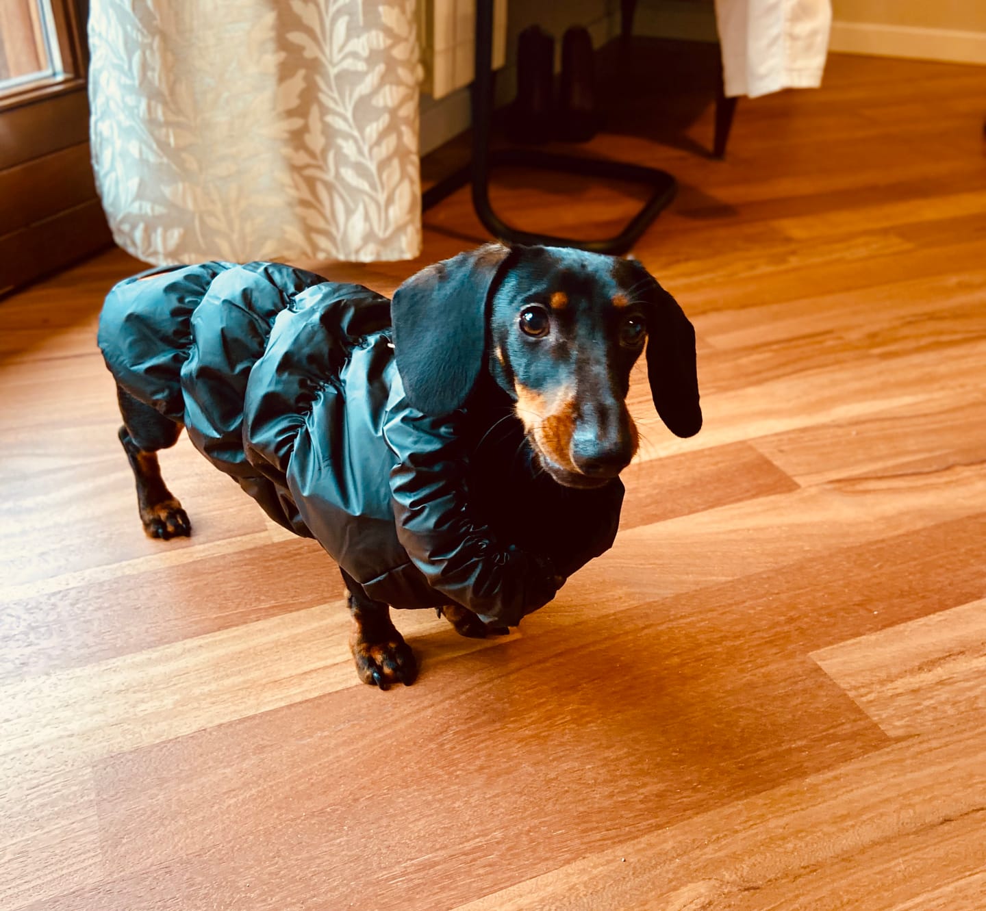 Customer photo review of Felpa Sweet Animal™