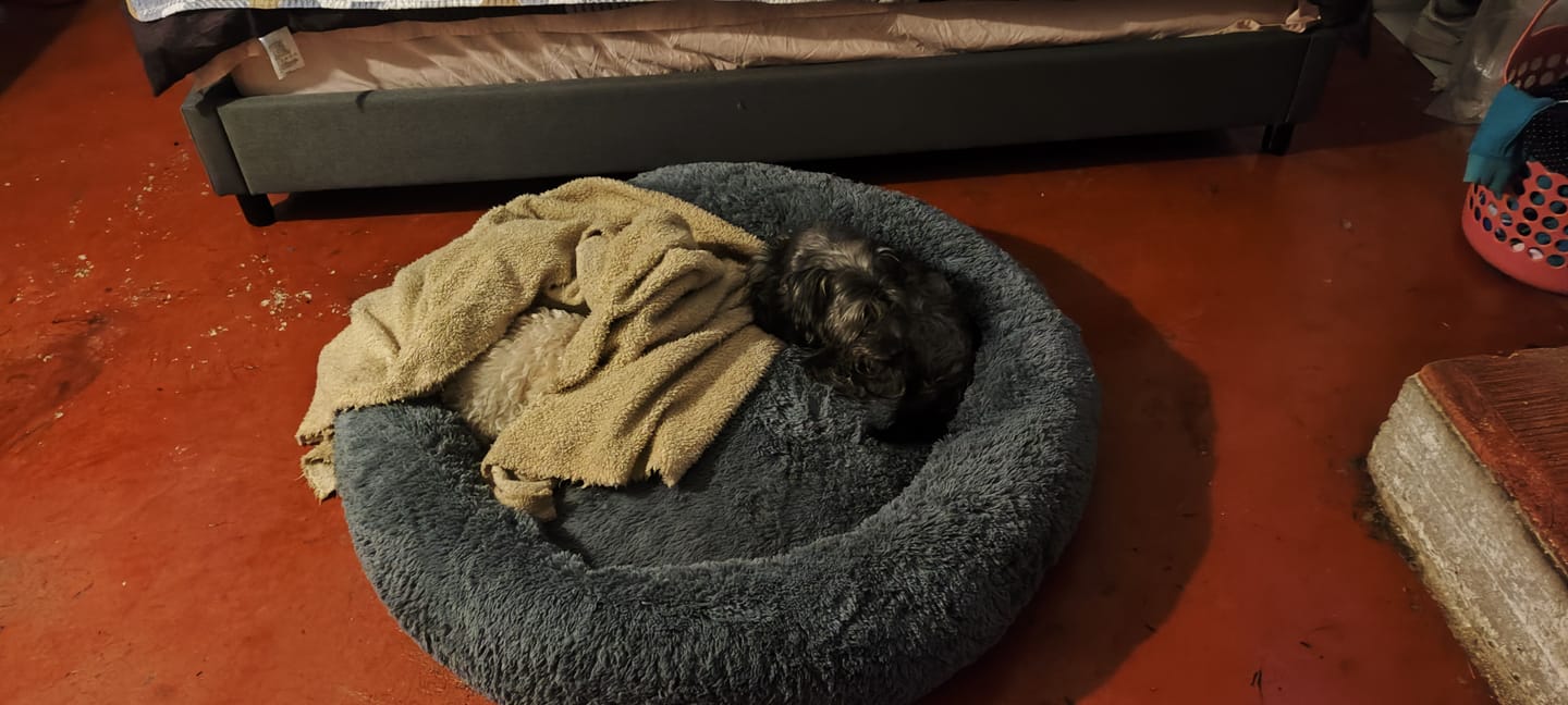 Customer photo review of Funda Original para Cama Antiestrés para Perros