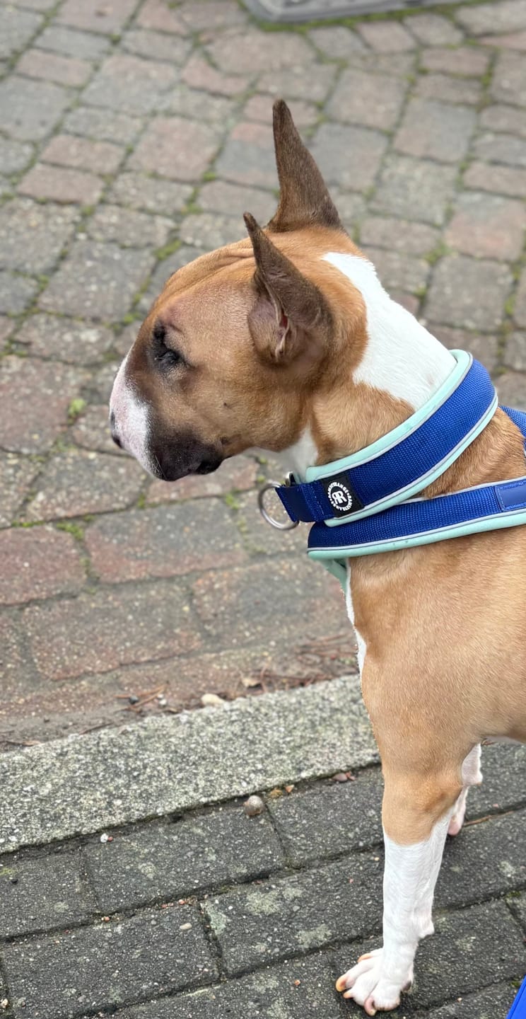 Customer photo review of 4cm Slip on Collar | Foam Padded - Blue x Turquoise