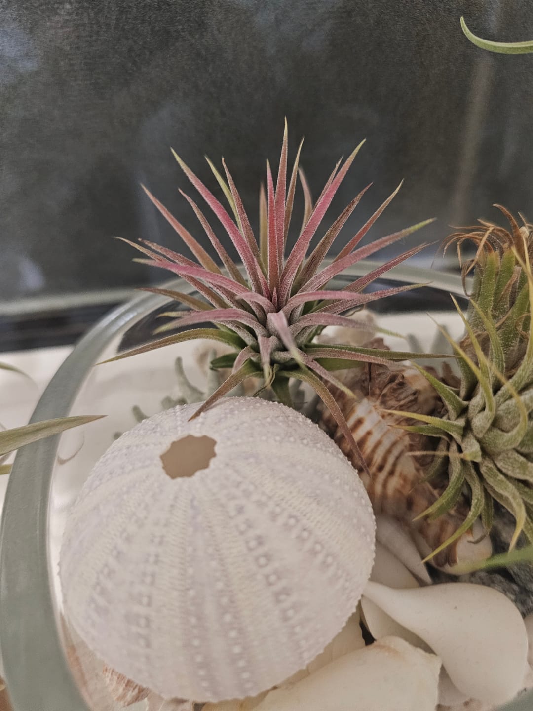 Customer photo review of Tillandsia ionantha 'Red Marble'
