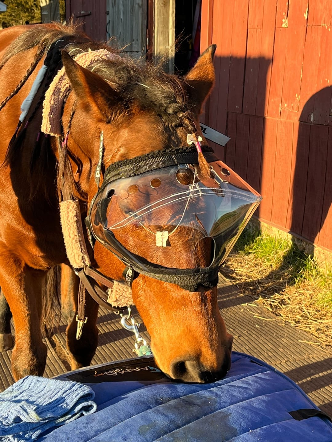 Customer photo review of Recovery Vizor - Clear UV Tint