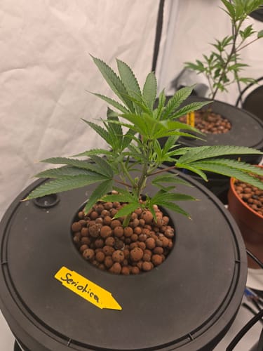 Customer photo review of Hanfsteckling | Seriotica