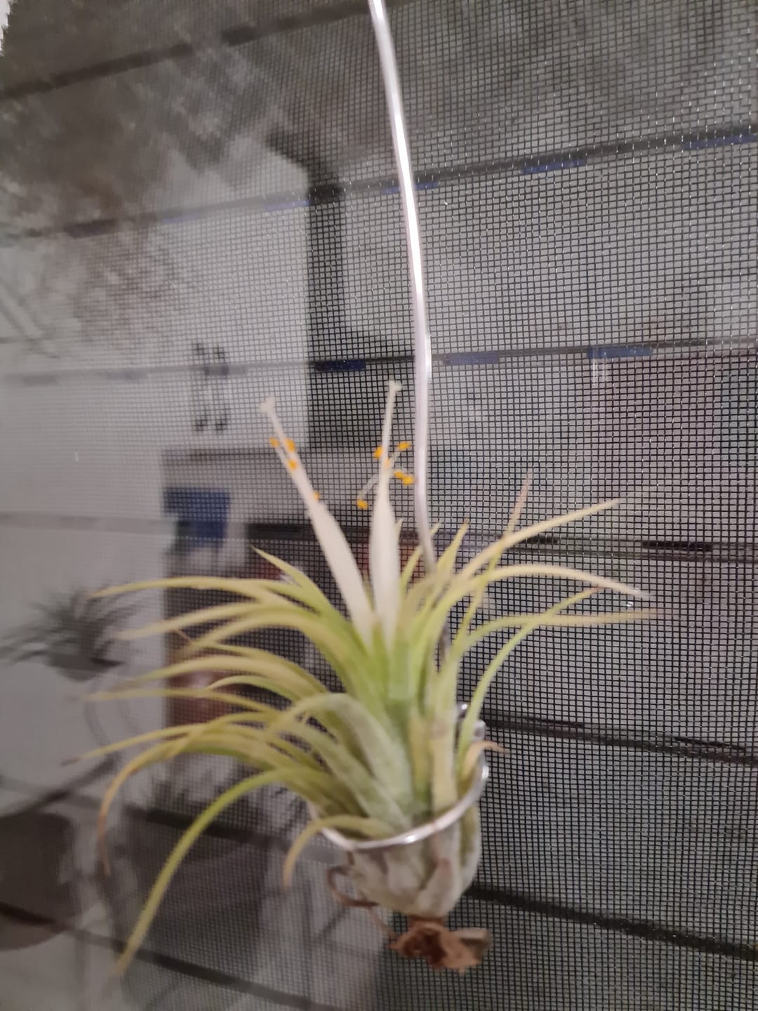Customer photo review of Tillandsia Ionantha 'druid'