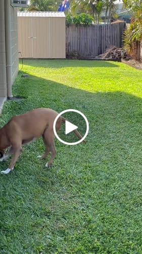 Jenny S. review of AirGlider Foam Frisbee by Ruff-Paws! image 1 out of 1