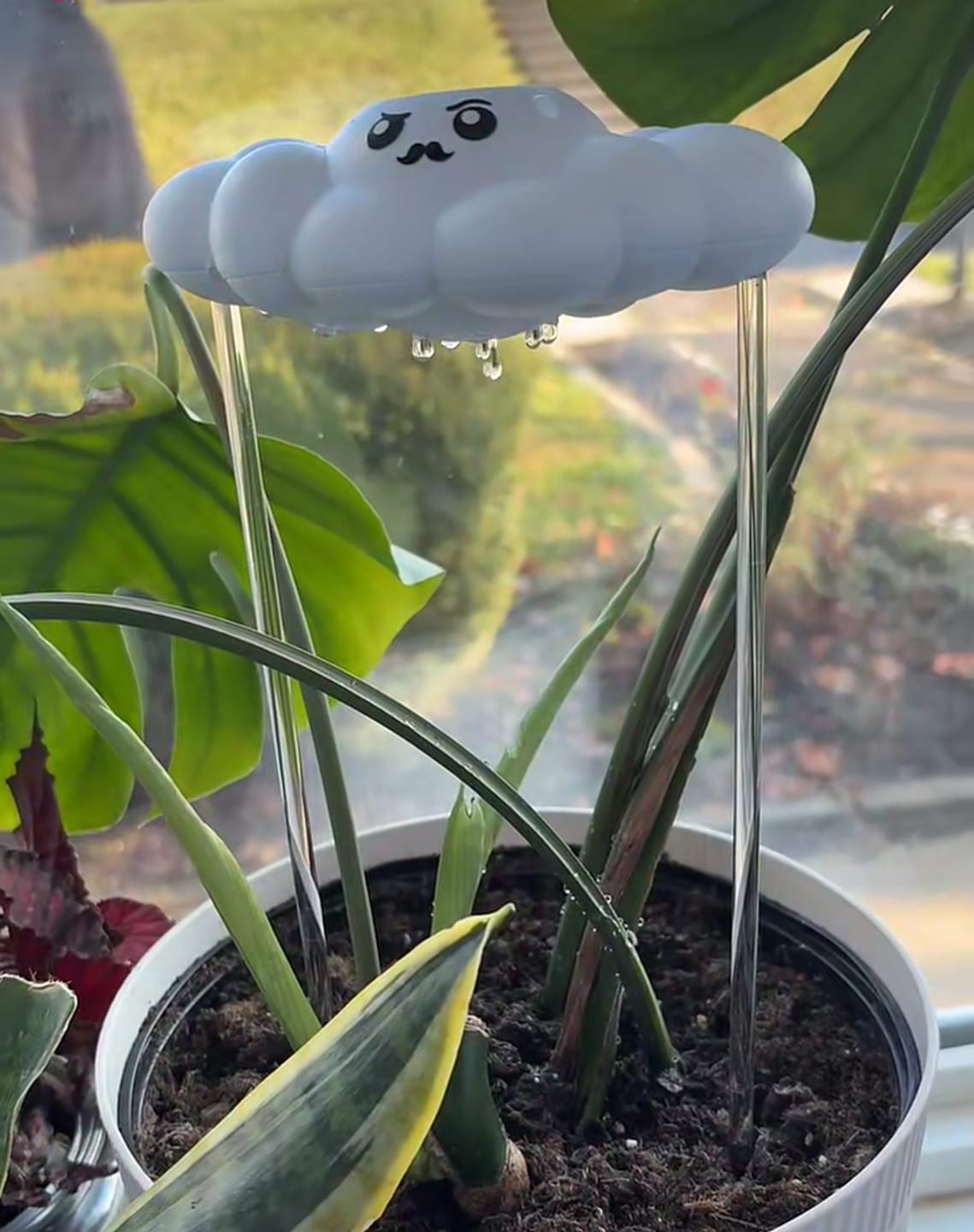 Customer photo review of Carl the Cloud