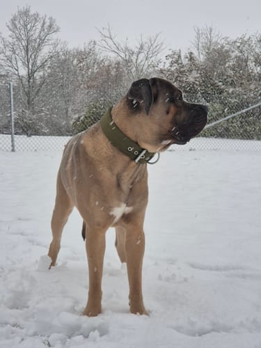 Natalia O. review of 5cm Pin Buckle Collar | NO Handle - Khaki image 1 out of 1