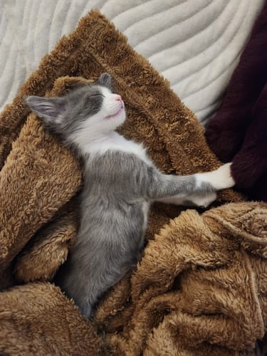 Avis photo d'un client sur Coffret Découverte Chaton - 1kg Croquettes + 8 Pâtées + 3 probiotiques