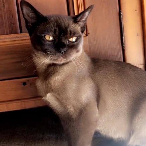 Customer photo review of 1 Month Supply – 1 Cat