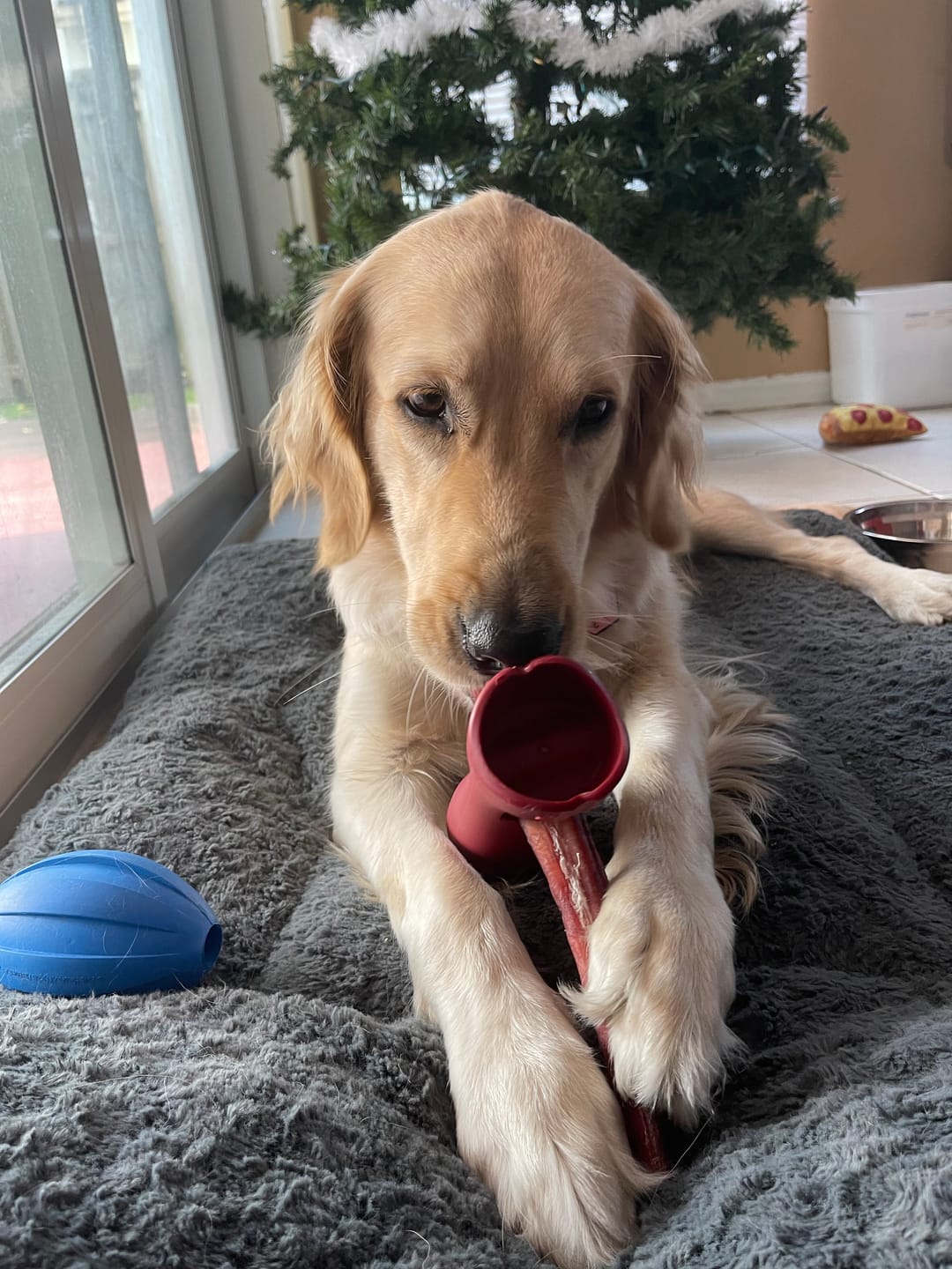 Customer photo review of Bully Stick Safety Holder