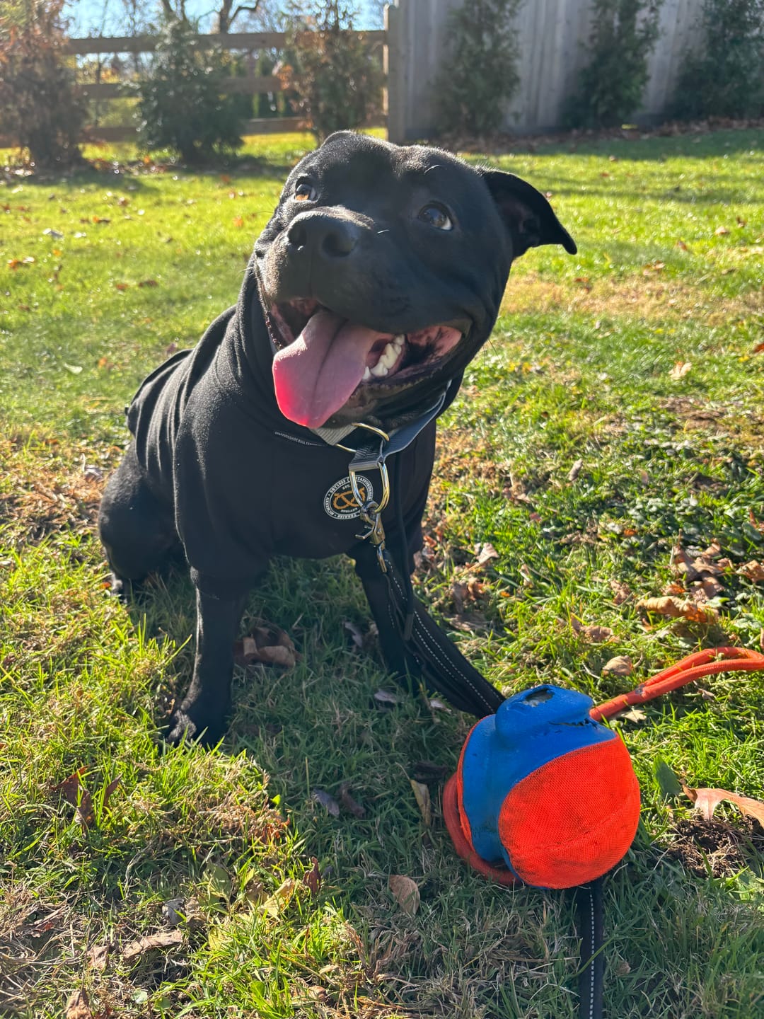 Customer photo review of Staffordshire Bull Terrier 1935® Hoodies - Black