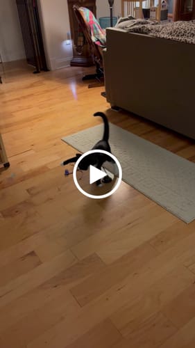 Customer video review of Interactive Bird Simulation Cat Toy Set