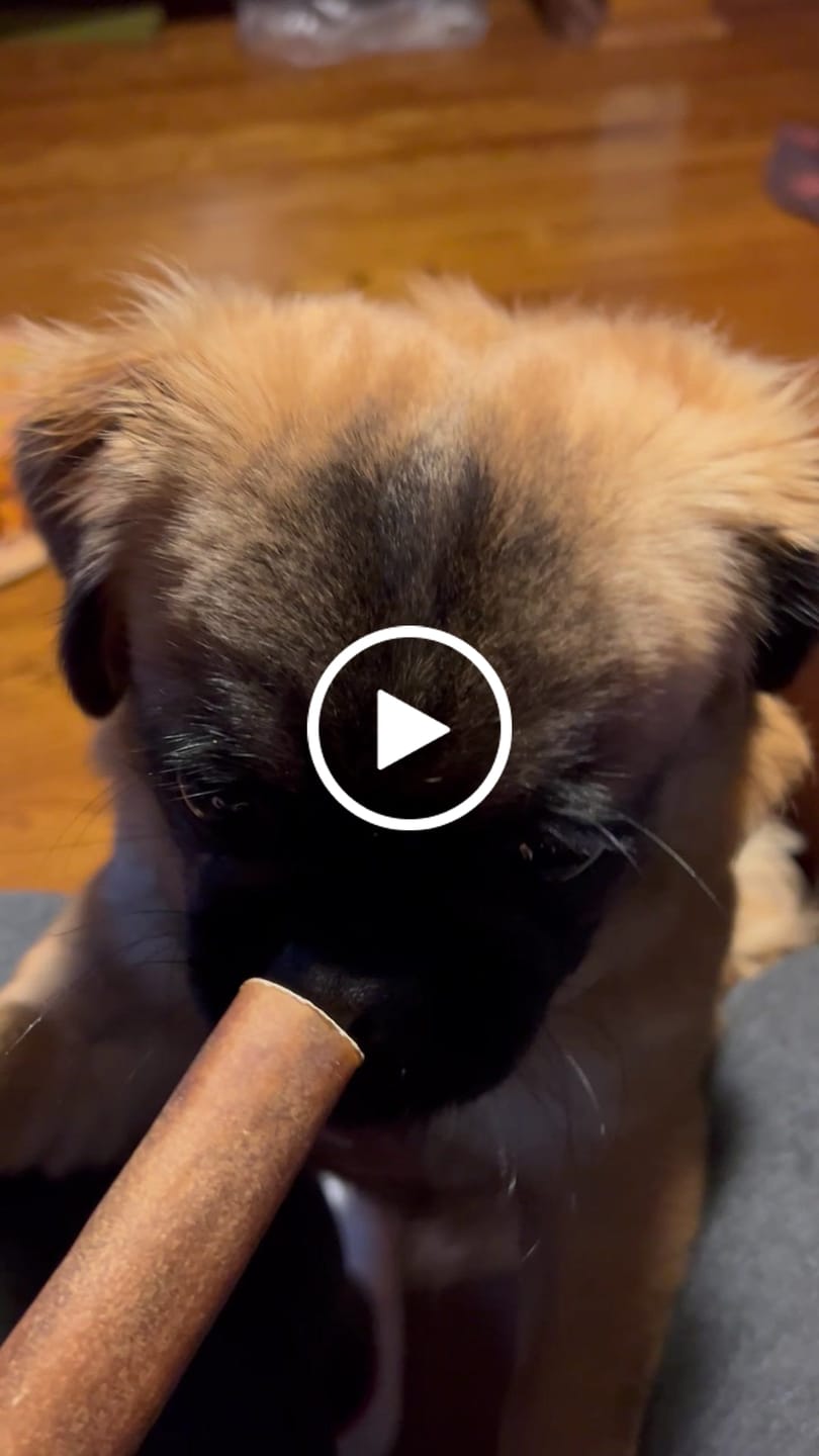 Customer video review of 5-6 Inch Collagen Stick