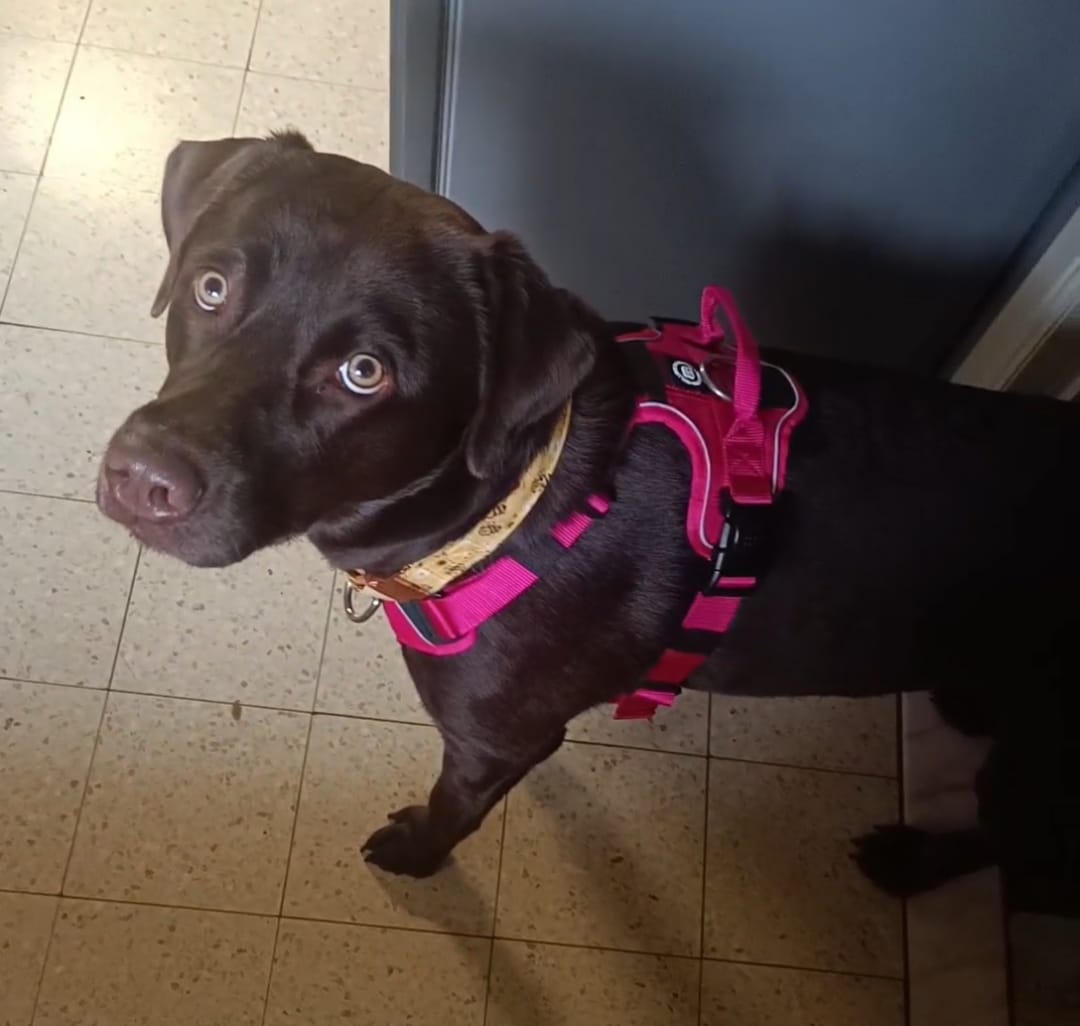 Customer photo review of Anti Pull Hurricane Harness Lighter | With Handle - Carminerose