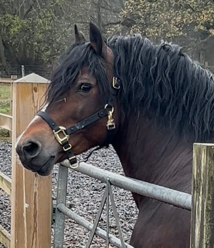 Customer photo review of iCavalos - Horse halter (7 Days)