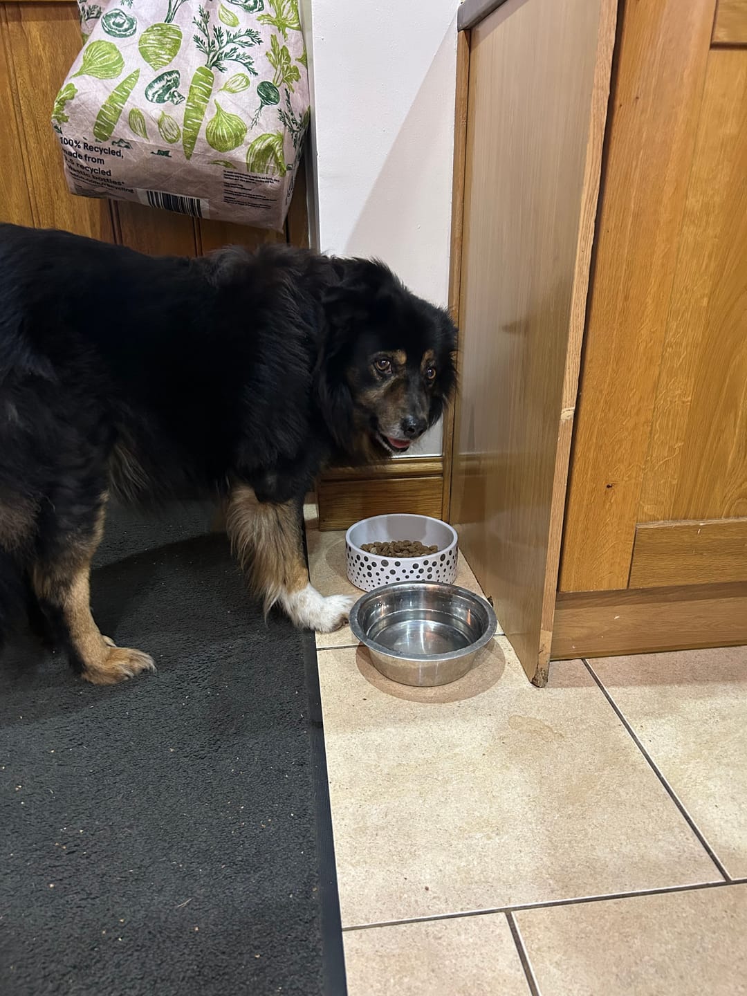 Customer photo review of Green Lipped Mussel Powder For Dogs
