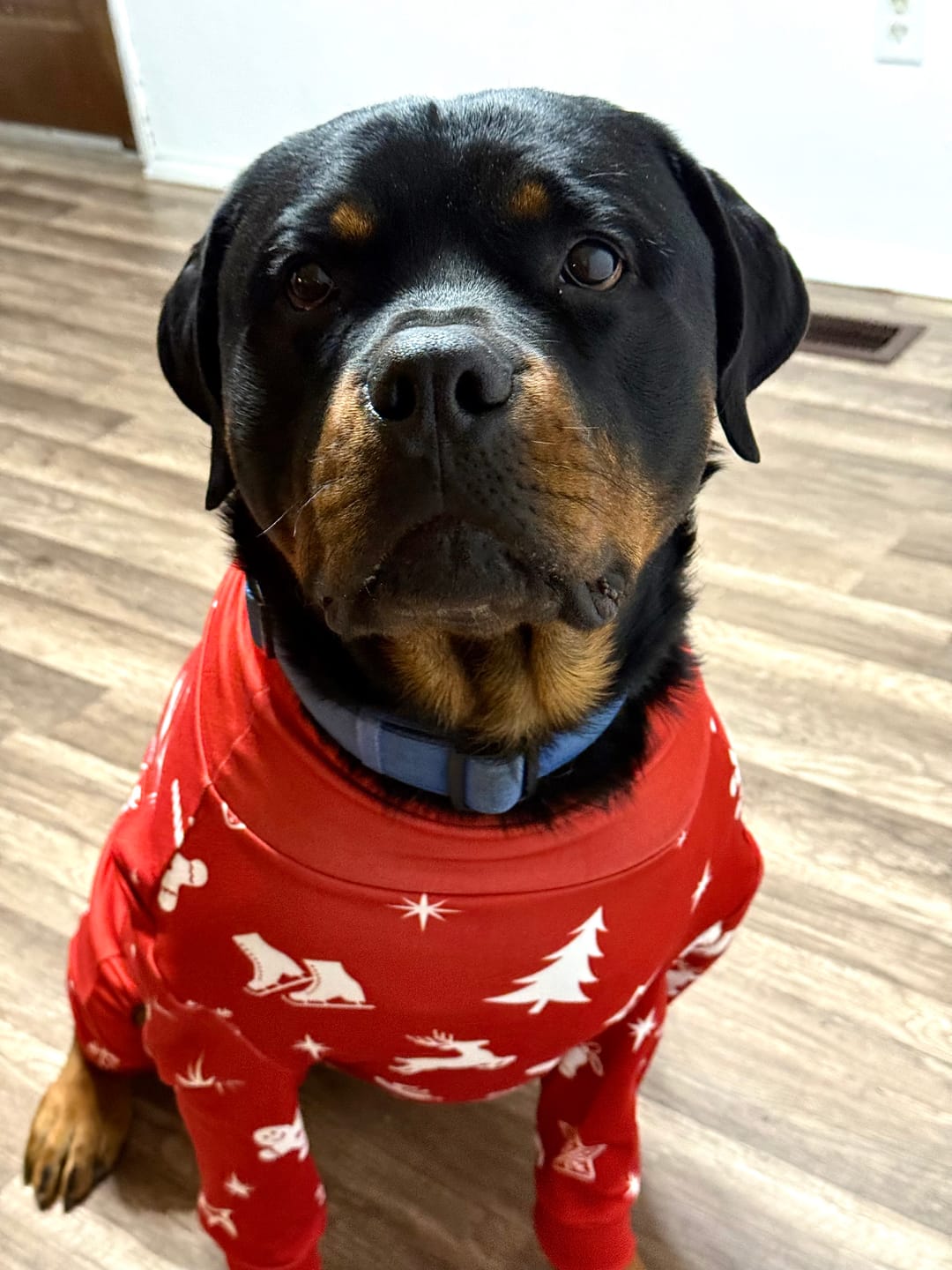 Customer photo review of Dog Christmas Pajama - Red Cheer