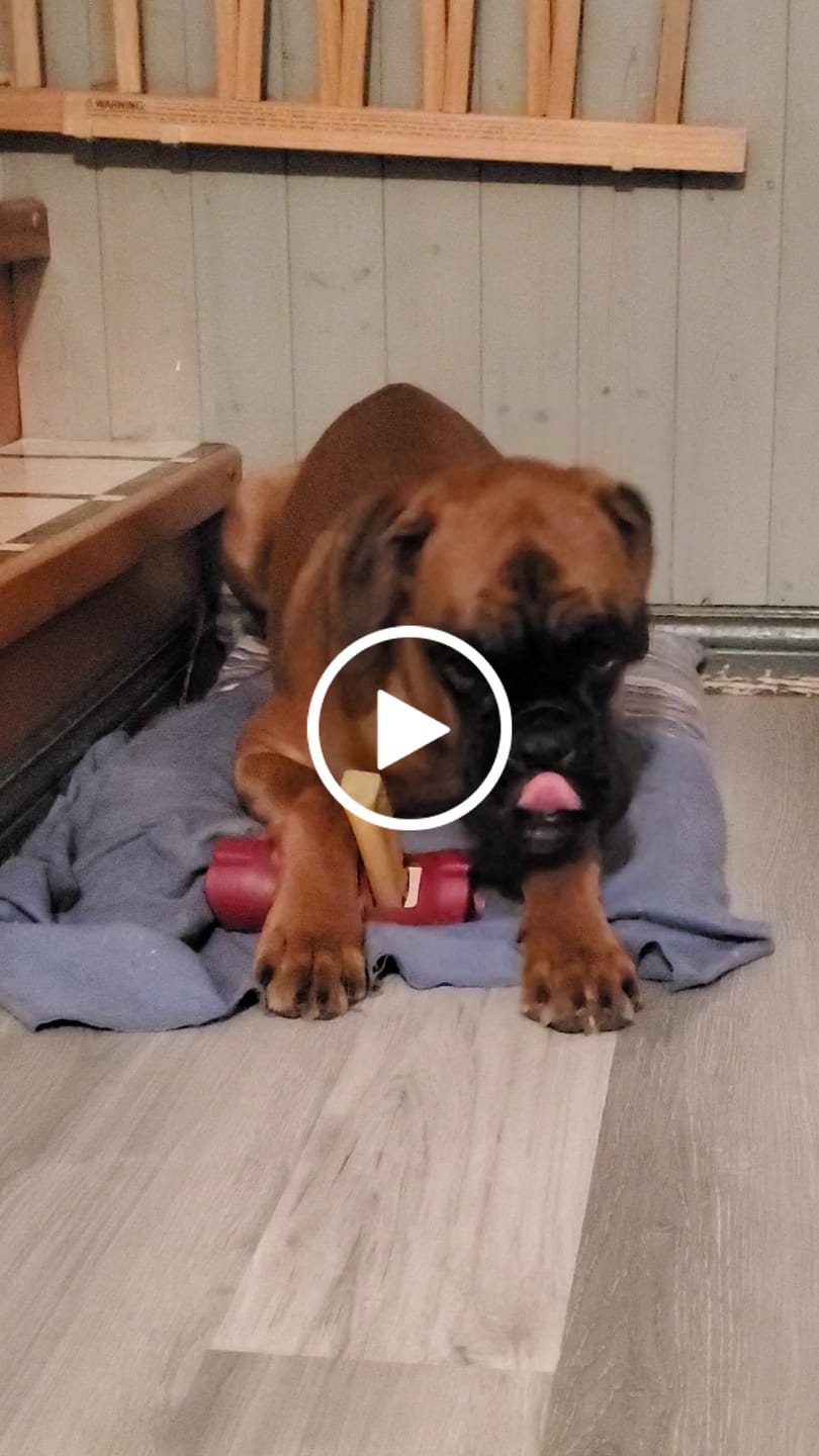 Customer video review of Himalayan Yak Chew (SMALL)