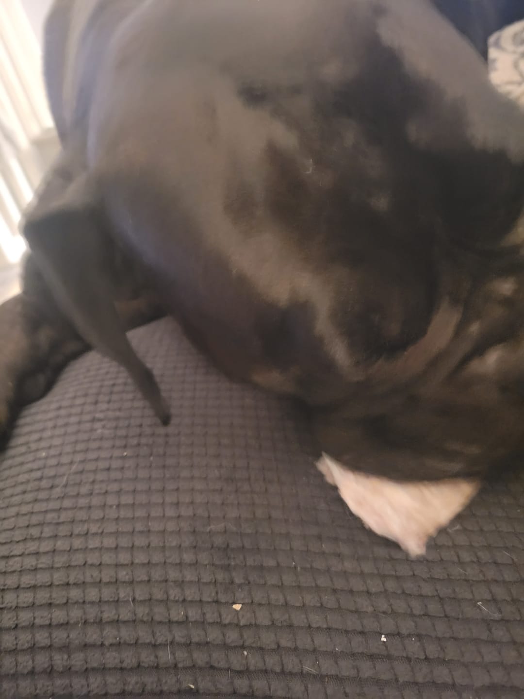 Customer photo review of 6 Inch Beef Trachea