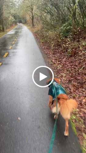 Customer video review of Hands-Free Leash Adapter