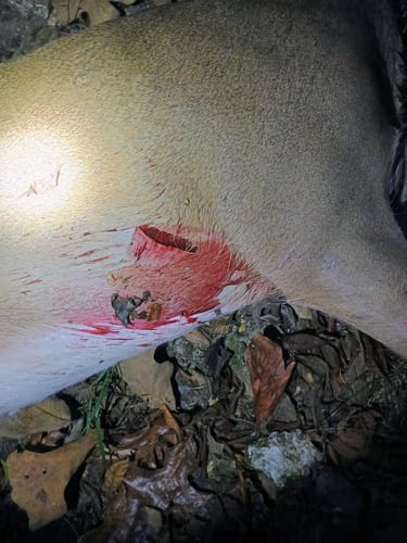 Customer photo review of Titanium Broadheads