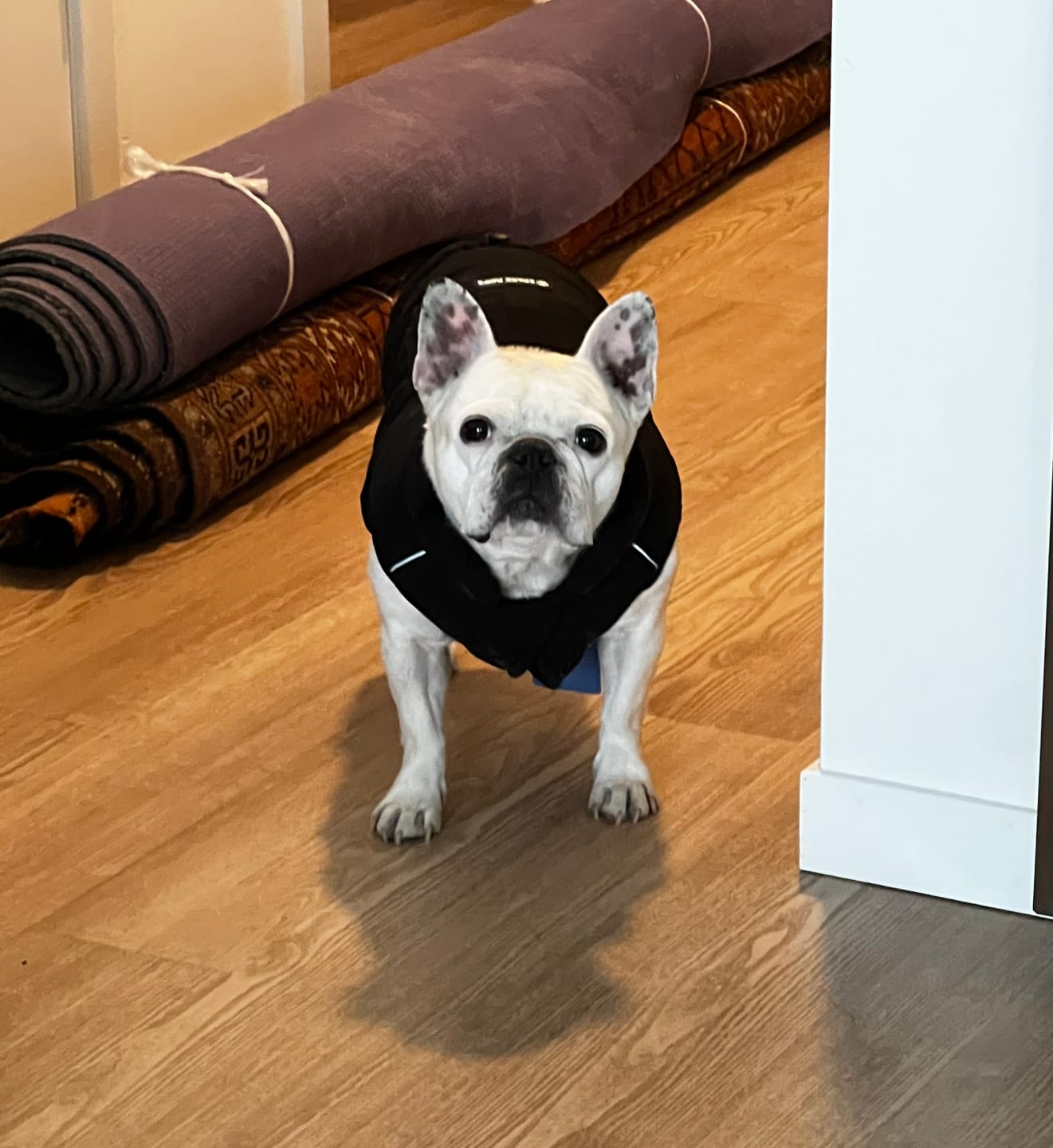 Customer photo review of WarmShield Water-Resistant Jacket - Black