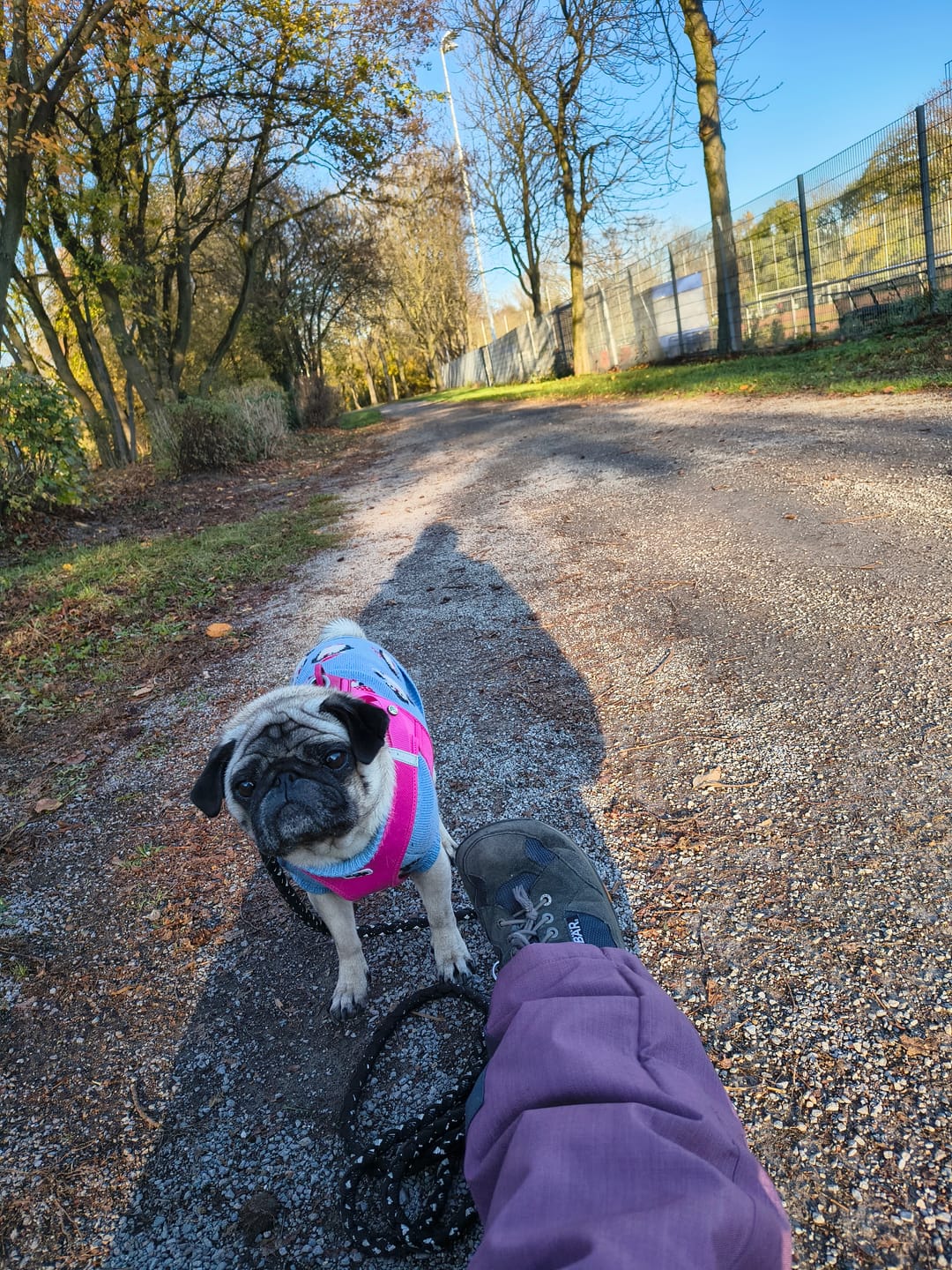 Customer photo review of Dog Sweater - Penguins