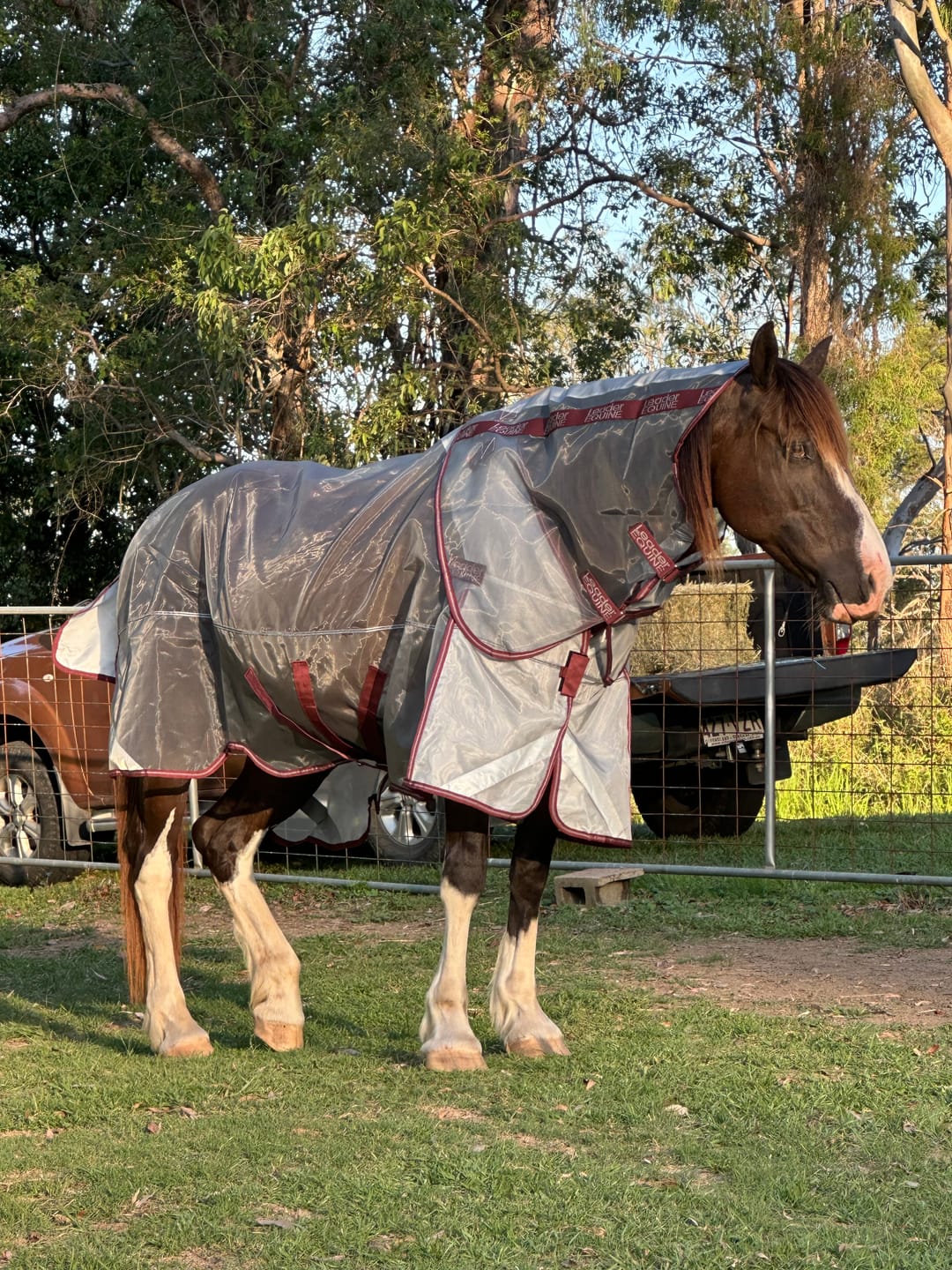 Customer photo review of LE Defender Anti-Insect Fly Rug
