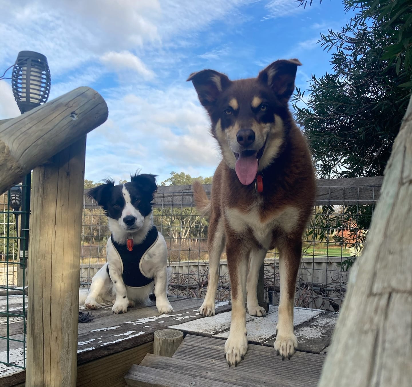 Customer photo review of Dog Meal Topper - Turmeric with Probiotics (Vegan)