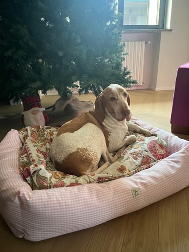 Customer photo review of Divanetto Vichy Rosa