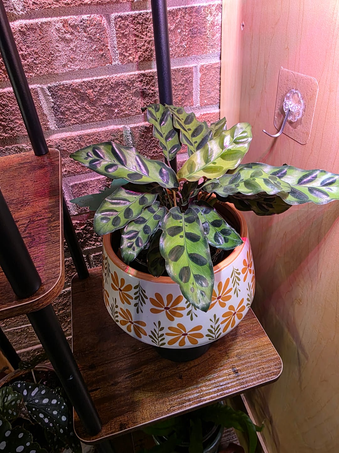 Customer photo review of Calathea lancifolia "Rattlesnake"