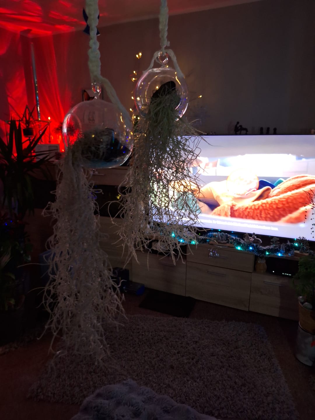 Customer photo review of Tillandsia ionantha