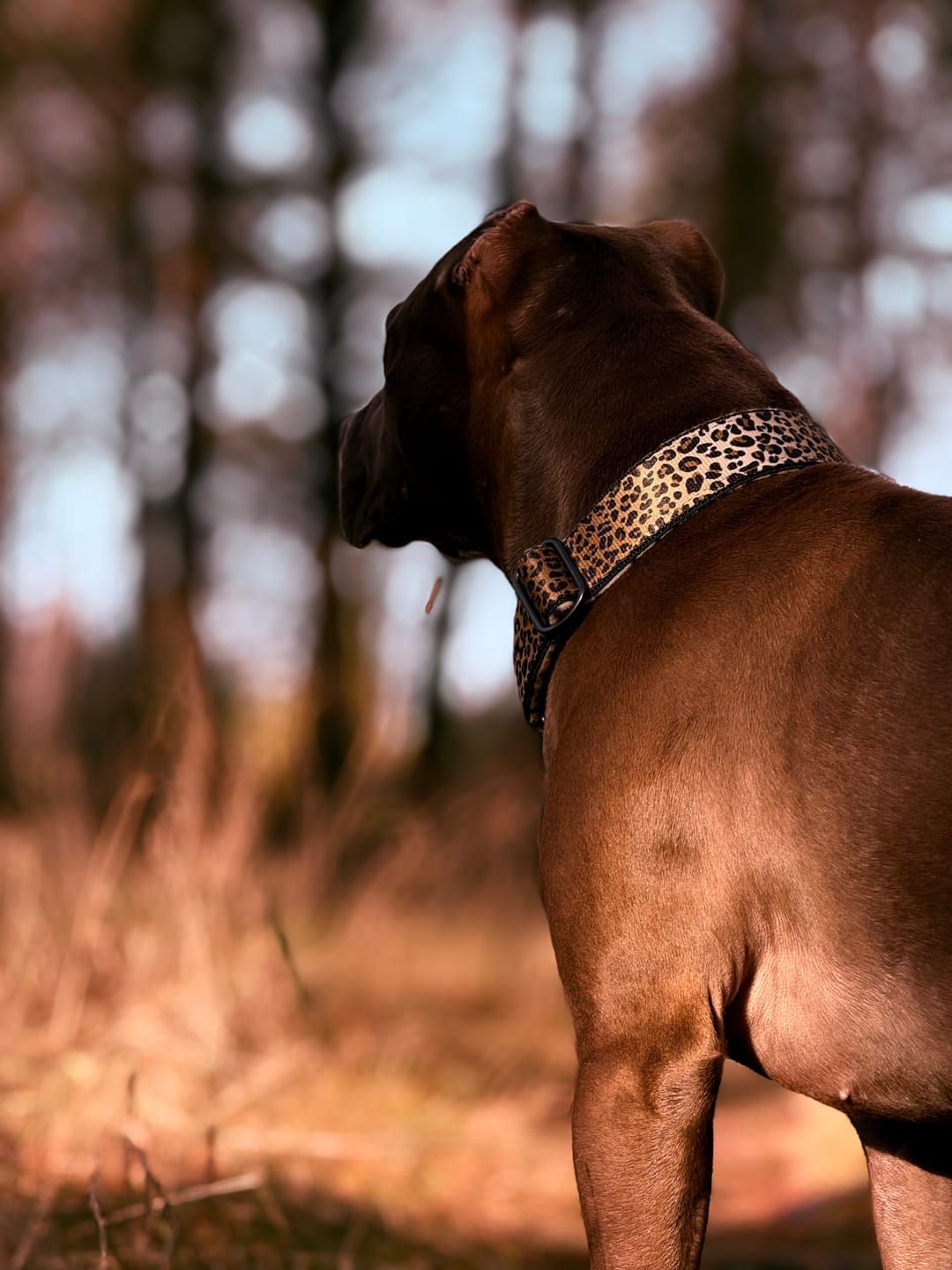 Customer photo review of Szeroka obroża półzaciskowa - Martingale Leopard