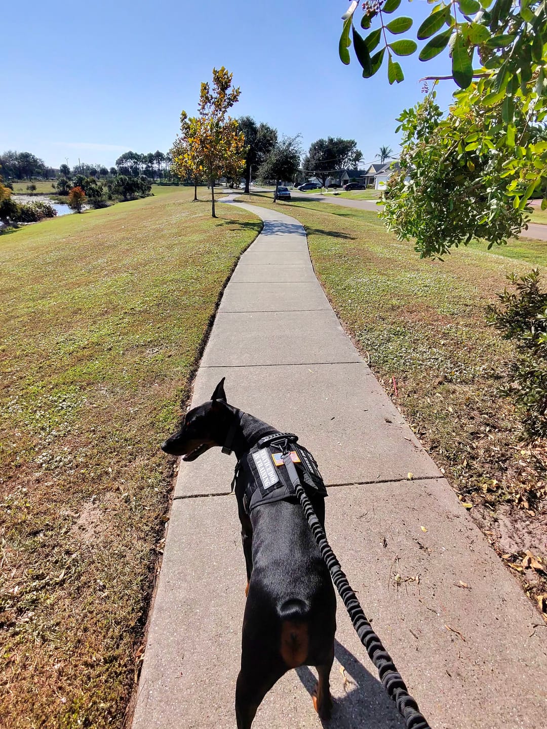 Customer photo review of Classic Heavy-Duty Tactical No-Pull Team K9™ Dog Harness With Front & Back D-Rings, Quick-Release Metal-Buckles, Hook & Loop Panels, & Top Handle