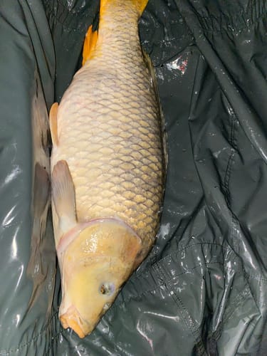 Customer photo review of 10 x ATTRA PASTE COMBI FRUIT 500g 🎁 Pakket Deal