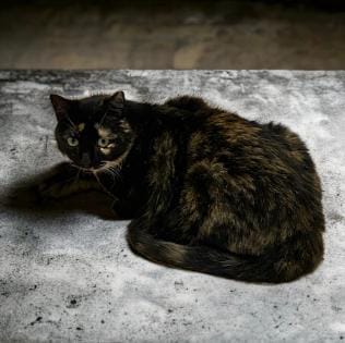 Customer photo review of Grain Free Cat Sterilized