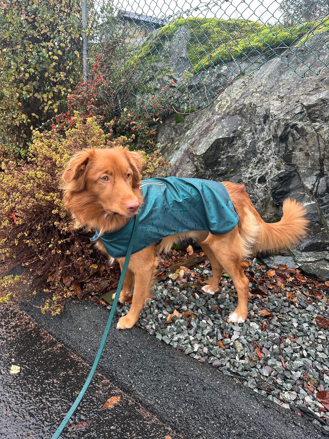 Customer photo review of Cedar - Classic Biothane Dog Leash