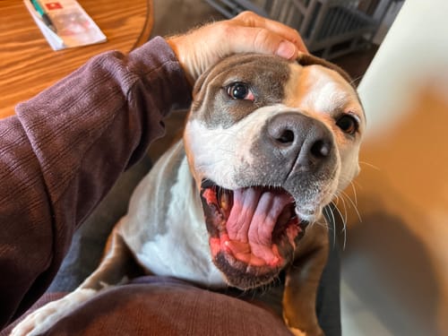Customer photo review of The Original PetGRINDX™ Painless Pet Nail Grinder
