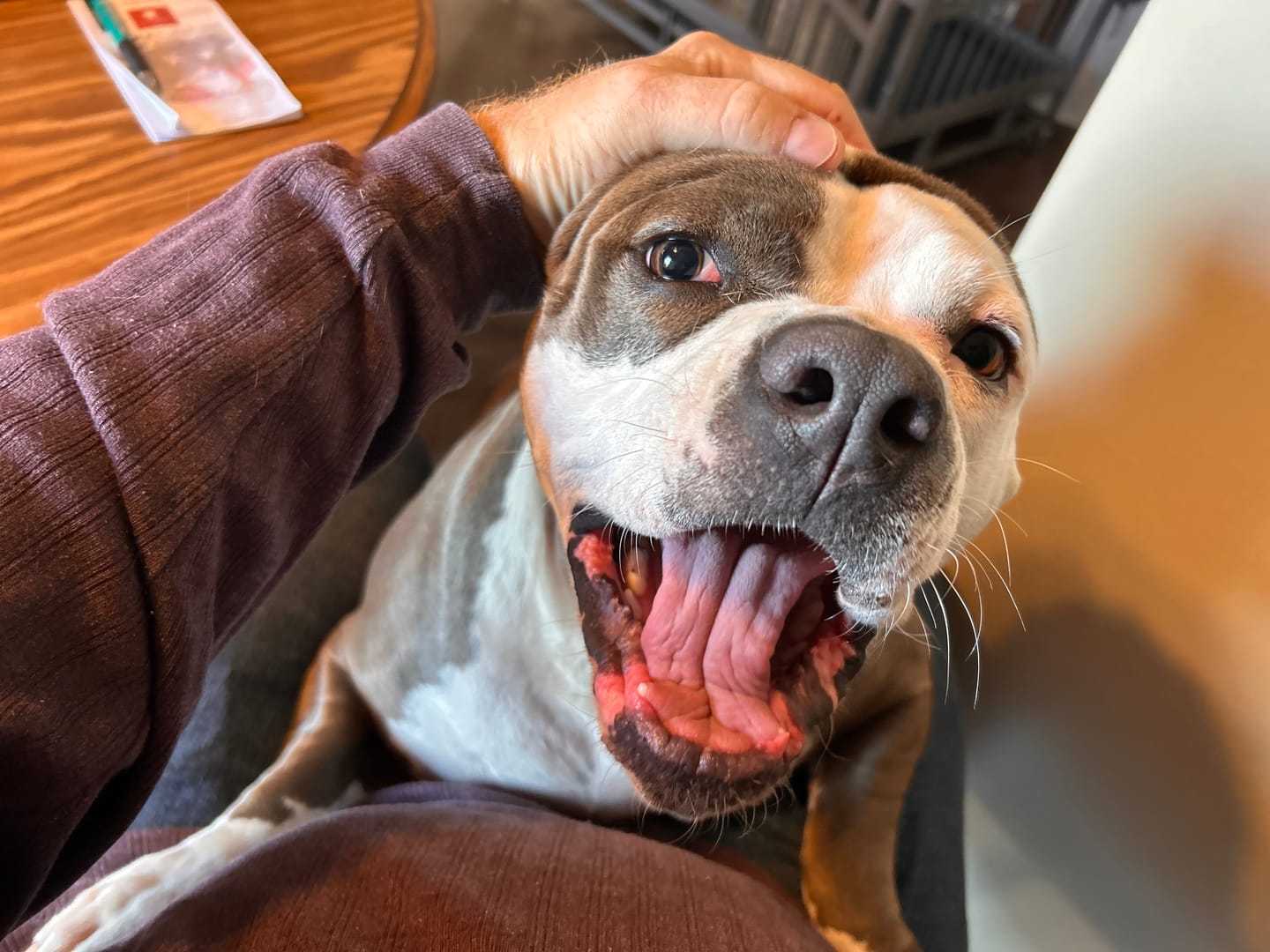 Customer photo review of The Original PetGRINDX™ Painless Pet Nail Grinder